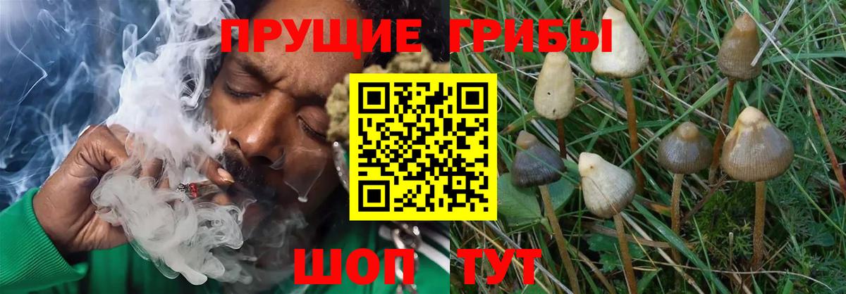 Галлюциногенные грибы Psilocybine cubensis Трёхгорный